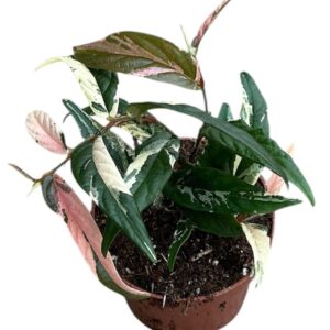 Ficus Sagittata Variegata Pink
(9 Plants/Order)(9cmP 20cmH)