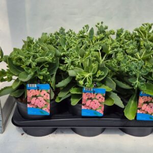 Sedum Herbstfreude telephium
(6 Plants/Order)(17cmP 30cmH)
