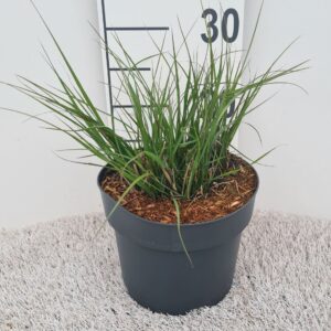 Pennisetum alopecuroides Little Bu
(1 Plants/Order)(19cmP 25cmH)