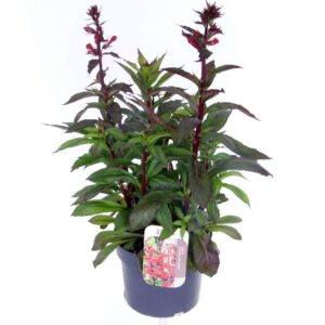 Lobelia Fan Scarlet
(6 Plants/Order)(17cmP 55cmH)