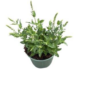 Salvia nemorosa Schneehügel Salvia nem. 'Schneehugel'
(1 Plants/Order)(17cmP 30cmH)