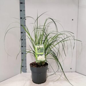 Cortaderia selloana White Feather'
(1 Plants/Order)(23cmP 75cmH)