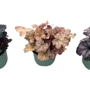 Heuchera Heuchera in diverse Colours
(1 Plants/Order)(17cmP 25cmH)