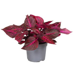 Iresine herbstii Rich Redstar Iresine Herbstii Rich Redstar
(6 Plants/Order)(13cmP 20cmH)