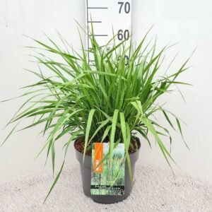 Molinia caerulea Black Arrow P26
(1 Plants/Order)(26cmP 50cmH)