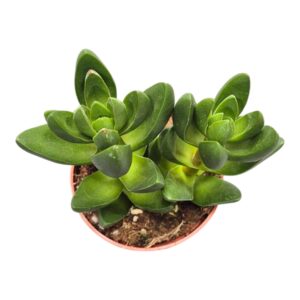 Crassula Capitella Ben
(10 Plants/Order)(7cmP 2cmH)