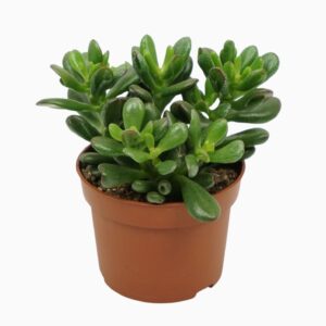 Crassula Gandalf 10,5 cm
(10 Plants/Order)(10.5cmP 20cmH)