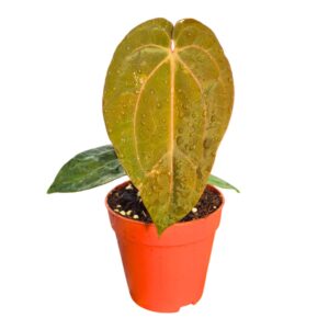 Anthurium Leaf (Michelle X Red Velvet Cake) X Goliath
(2 Plants/Order)(9cmP 20cmH)