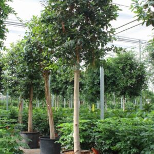 Ficus Australis
(1 Plants/Order)(80cmP 500cmH)