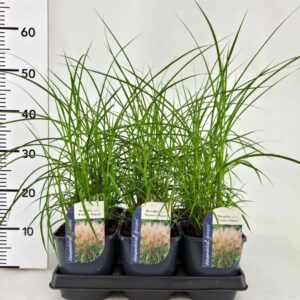 Miscanthus sinensis Ferner Osten
(6 Plants/Order)(17cmP 50cmH)
