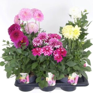 Dahlia Beach Dahlia Pompon Beach mix
(6 Plants/Order)(17cmP 55cmH)