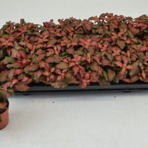 Fittonia Mosaic Tiger
(21 Plants/Order)(8.5cmP 10cmH)