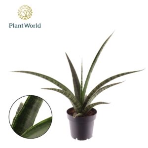 Sansevieria trifasciata 'Megan'
(6 Plants/Order)(12cmP 30cmH)