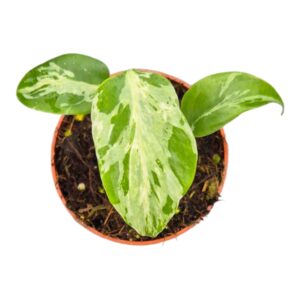 Monstera Bulbasaur
(2 Plants/Order)(7cmP 10cmH)