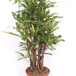 Codiaeum Mammi Yellow (Croton)
(1 Plants/Order)(27cmP 110cmH)
