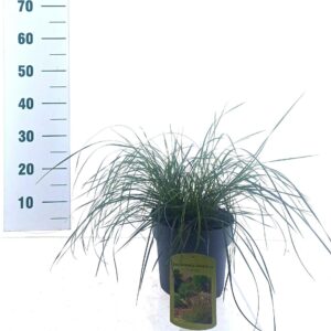 Deschampsia cespitosa Tardiflora'
(1 Plants/Order)(23cmP 30cmH)