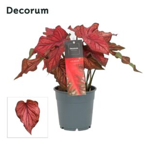Caladium red
(10 Plants/Order)(12cmP 25cmH)