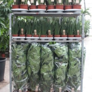 Indoor plants Mixkar Monstera mosstok and Sansevieria
(1 Plants/Order)(5cmP 999cmH)
