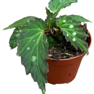 Begonia Mantuk
(14 Plants/Order)(8cmP 12cmH)