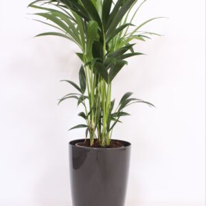 Howea forsteriana "in Santorini Pot ""antraciet"""
(1 Plants/Order)(29cmP 120cmH)