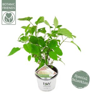 Hydrangea arborescens Incrediball Hydrangea arbo. 'Strong Annabelle'®
(1 Plants/Order)(19cmP 45cmH)