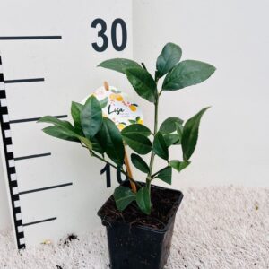 Citrus 'Meyer' Lemon ''Grow at Home''(no fruits)
(6 Plants/Order)(9cmP 20cmH)