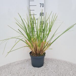 Cortaderia selloana Pumila
(1 Plants/Order)(19cmP 50cmH)