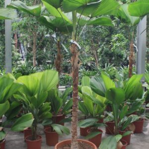 Licuala Grandis
(1 Plants/Order)(50cmP 220cmH)