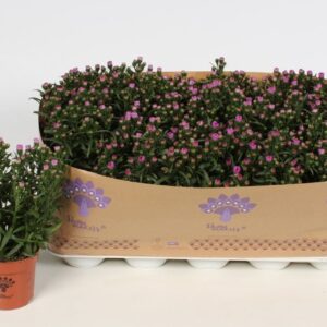 Aster Showmakers Pretty Pink Baby
(15 Plants/Order)(10.5cmP 22cmH)