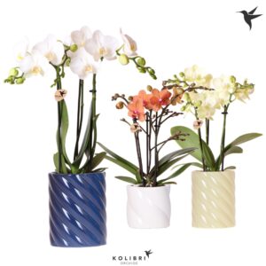 Phalaenopsis Multiflora mix 3 spike in Candy Pot blue mix
(6 Plants/Order)(9cmP 40cmH)