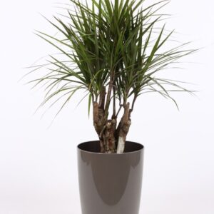 Dracaena marginata "in Santorini Pot ""taupe"""
(1 Plants/Order)(29cmP 100cmH)