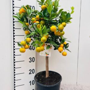 Citrofortunella x microcar Citrus Calamondin on stem
(1 Plants/Order)(21cmP 70cmH)