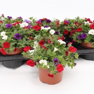Cabaret Cafe de Paris Calibrachoa Tricolor Red/Blue/White
(8 Plants/Order)(13cmP 17cmH)