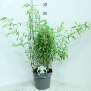 Fargesia rufa
(1 Plants/Order)(23cmP 80cmH)