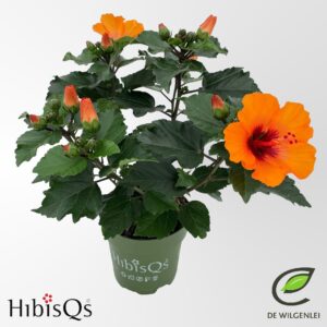 Hibiscus HibisQs® rosa-sinensis ‘Petit Orange’ p13
(8 Plants/Order)(13cmP 35cmH)