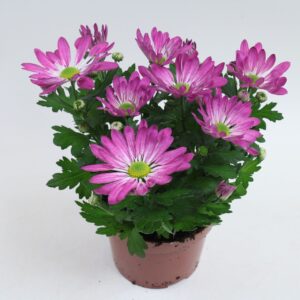 Chrysanthemum Rainbow Rosy Rainbow Rosy 12cm
(10 Plants/Order)(12cmP 20cmH)