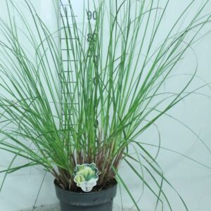 Cortaderia selloana Pumila
(1 Plants/Order)(29cmP 110cmH)