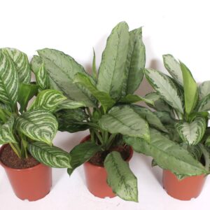 Aglaonema mixed
(15 Plants/Order)(24cmP 80cmH)