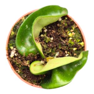 Hoya Compacta
(5 Plants/Order)(7cmP 10cmH)
