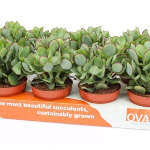 Crassula arborescens Petit Wave
(8 Plants/Order)(12cmP 20cmH)