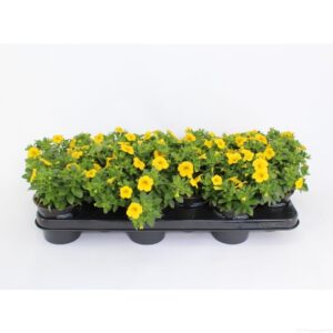 Calibrachoa Compact Minifamous Lemo CaliBrachoa Compact Minifamous Yellow
(12 Plants/Order)(10.5cmP 20cmH)