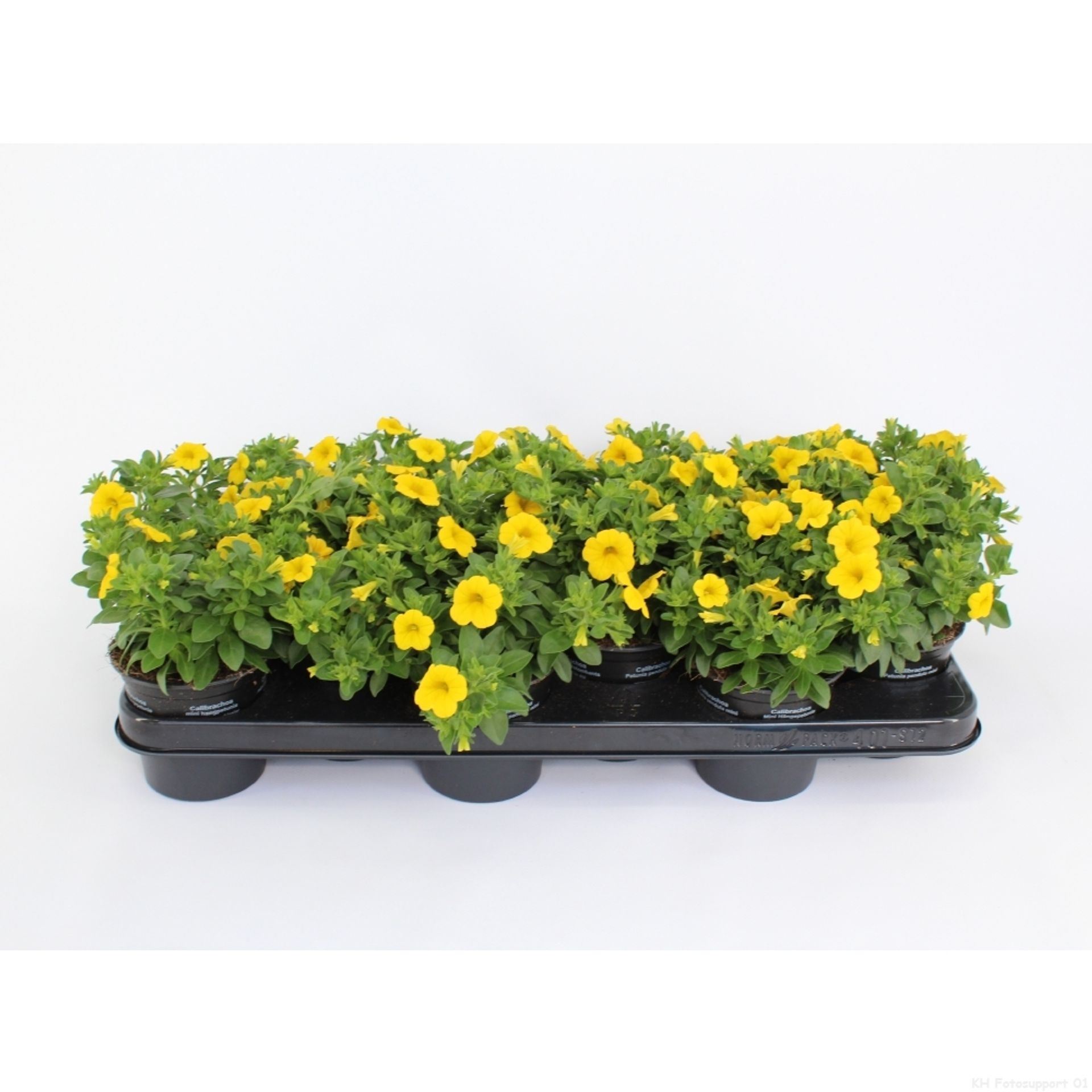 a13bfee3-8cad-4b39-bbee-81bc34594dfb.jpg