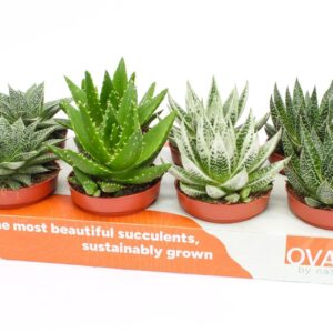 Succulenten mix ROCKS mix 12
(8 Plants/Order)(12cmP 13cmH)