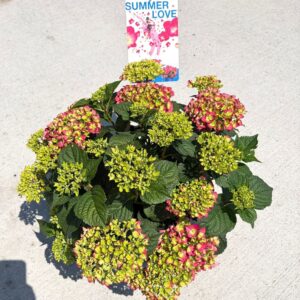 Hydrangea macrophylla Endless Summe Love' P23
(1 Plants/Order)(23cmP 20cmH)