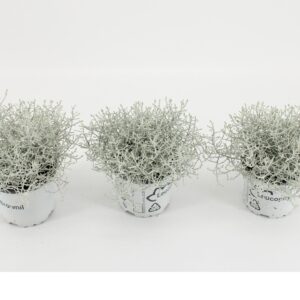 Calocephalus browni Leucophyta
(12 Plants/Order)(10.5cmP 20cmH)