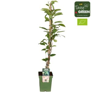 Actinidia arguta Issai Kiwiberry' Bio P23
(1 Plants/Order)(23cmP 110cmH)