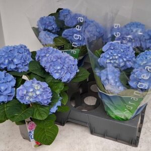 Hydrangea Blauer Zwerg Hydrangea blue
(6 Plants/Order)(15cmP 40cmH)
