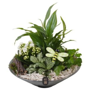 Arrangement kamer PTIG2667 Indoor in Glas schaal
(2 Plants/Order)(26cmP 25cmH)