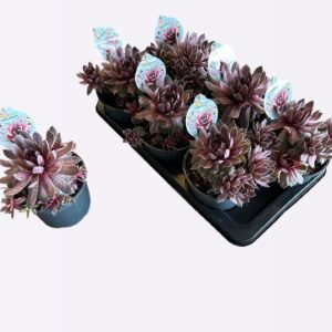 Sempervivum Chick Charms mixed Chick Charms "Steel appeal"
(6 Plants/Order)(17cmP 18cmH)