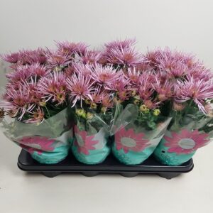 Chrysanthemum Anansi Pink Anansi Pink
(8 Plants/Order)(14cmP 27cmH)